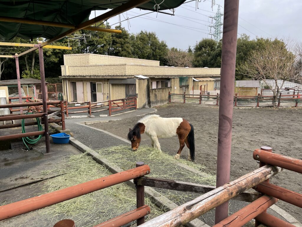 金沢動物園のポニー