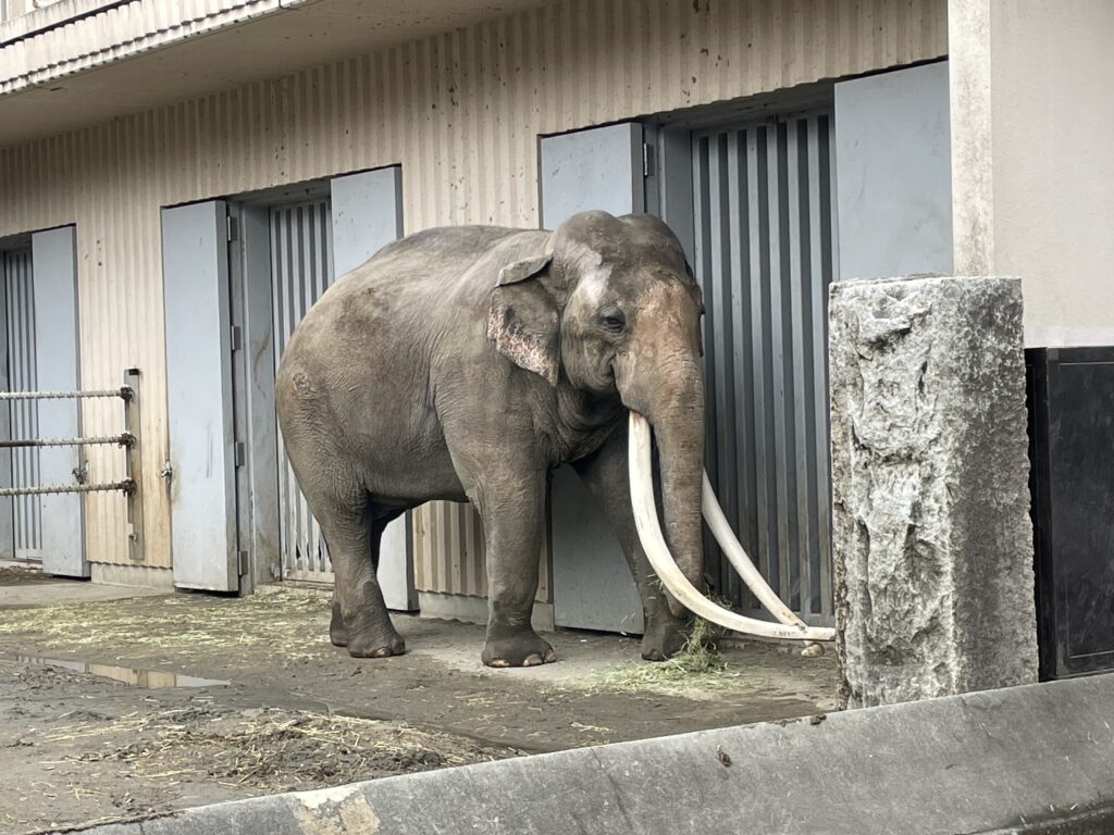 金沢動物園の日本一牙の大きい象